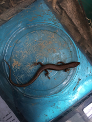 Scincella formosensis