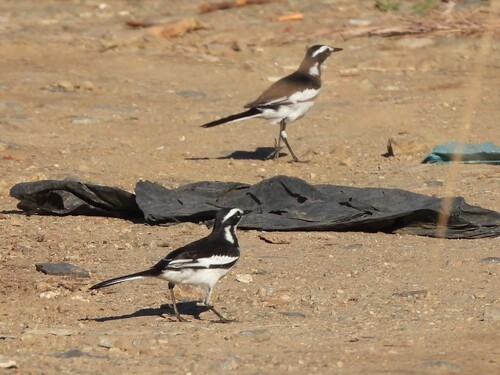 iNaturalist image