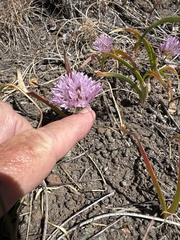 (c) Rob Santry, some rights reserved (CC BY) Allium siskiyouense, photograph (c) Rob Santry, some rights reserved (CC BY)
