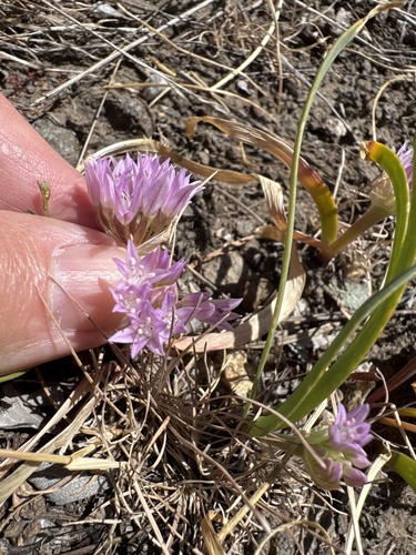 Allium siskiyouense, photograph 2