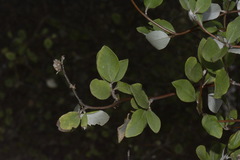 Olearia fragrantissima