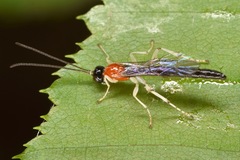 Calliephialtes grapholithae