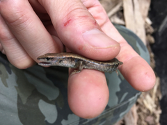 Scincella formosensis