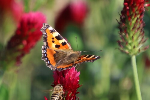 Small Tortoiseshell