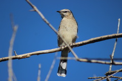 Mimus patagonicus