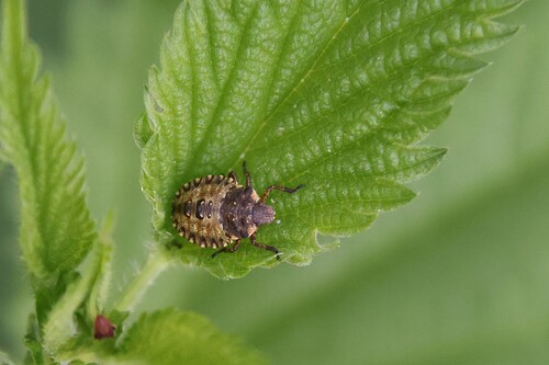 Forest Bug
