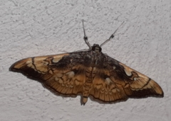 Pantographa acoetesalis