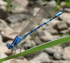 Argia nahuana