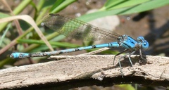 Argia nahuana
