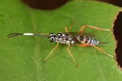 Agonocryptus discoidaloides