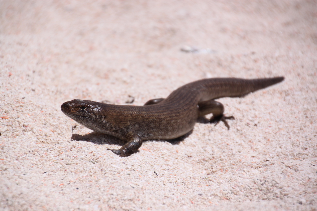 King's Skink