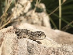 Tympanocryptis petersi