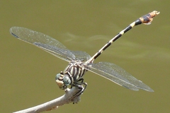 Phyllogomphoides stigmatus