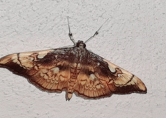 Pantographa acoetesalis
