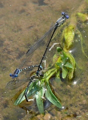 Argia sedula
