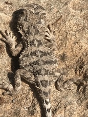 Tympanocryptis petersi