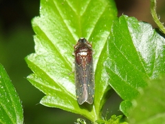 Paraulacizes thunbergi