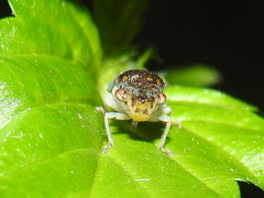 Paraulacizes thunbergi