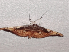 Pantographa acoetesalis