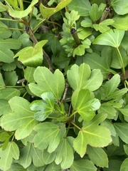 Pseudopanax lessonii