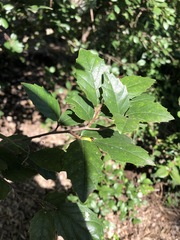 Aphananthe philippinensis