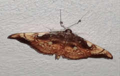 Pantographa acoetesalis
