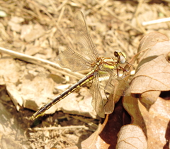 Phanogomphus oklahomensis