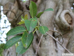 Ficus luschnathiana
