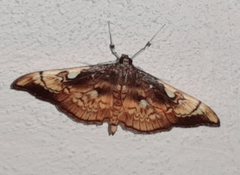 Pantographa acoetesalis
