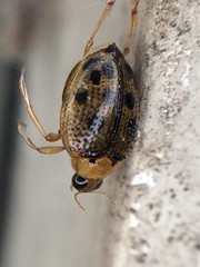 Peltodytes litoralis