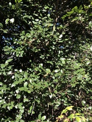 Aphananthe philippinensis