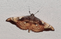 Pantographa acoetesalis