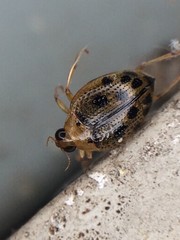 Peltodytes litoralis