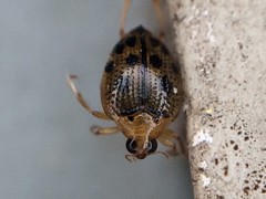 Peltodytes litoralis