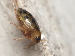 Peltodytes litoralis