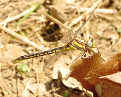 Phanogomphus oklahomensis