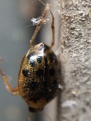 Peltodytes litoralis