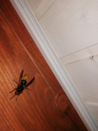 European Hornet
