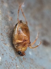Peltodytes litoralis