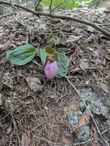pink lady's slipper