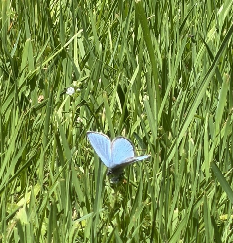 Silvery Blue