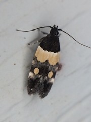 Triclonella determinatella