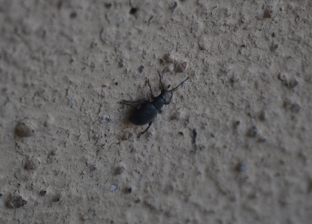 Lilac Root Weevil