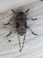 Sternidius mimeticus