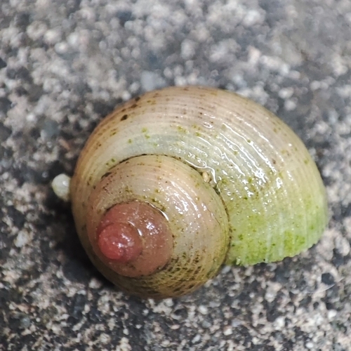 Pomatias rivularis