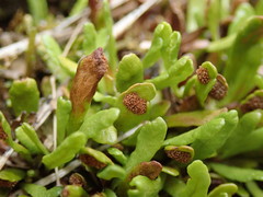 Notogrammitis crassior