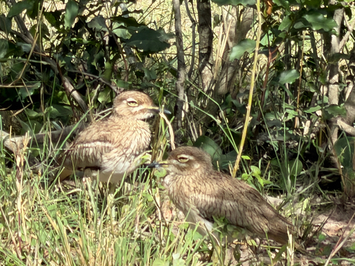 iNaturalist image