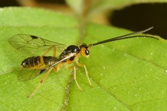 Ctenopelmatinae