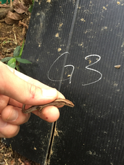 Scincella formosensis