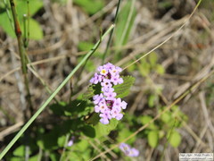 Lantana megapotamica